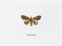 藏品(褐斑綠舟蛾)的圖片